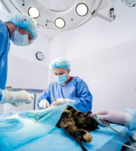 elementos-proteccion-personal-veterinarios